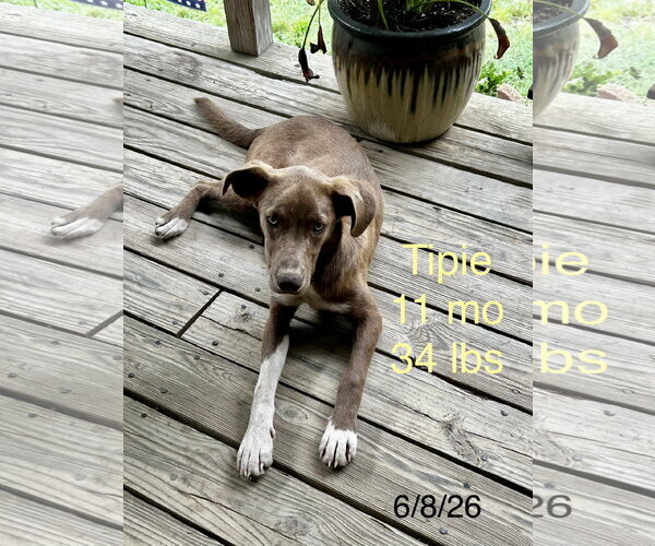 Medium Photo #3 German Pinscher-Unknown Mix Puppy For Sale in Wakefield, RI, USA