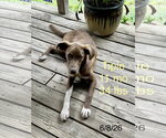 Small #2 German Pinscher Mix