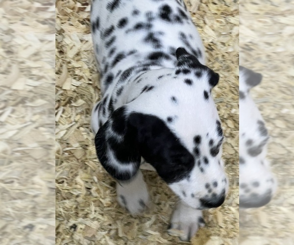 Medium Photo #2 Dalmatian Puppy For Sale in WILLIAMSBURG, OH, USA