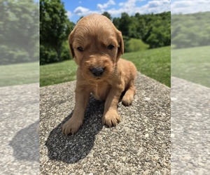 Golden Retriever Puppy for sale in WILLIAMSTOWN, KY, USA