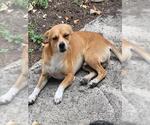 WINNIE - Female Chihuahua-Unknown Mix Dog for Adoption - Small photo