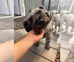 Small Photo #5 Mutt Puppy For Sale in Sequim, WA, USA