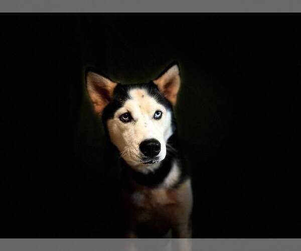 Medium Photo #5 Siberian Husky Puppy For Sale in Randleman , NM, USA