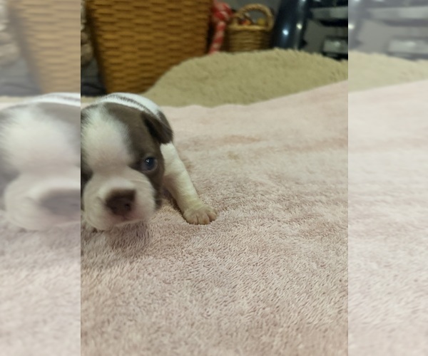 Medium Photo #5 Boston Terrier Puppy For Sale in FREDONIA, KS, USA