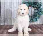 Small Photo #2 Poodle (Standard) Puppy For Sale in MOUNT VERNON, OH, USA