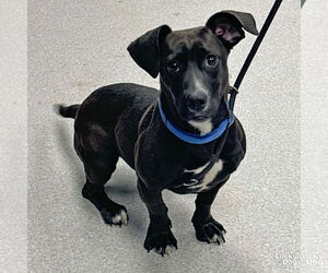 Dachshund-Unknown Mix Dogs for adoption in Washington, DC, USA