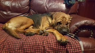 Bloodhound Puppy for sale in ROYAL, AR, USA