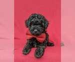 Small Photo #4 Poodle (Miniature) Puppy For Sale in NOTTINGHAM, PA, USA