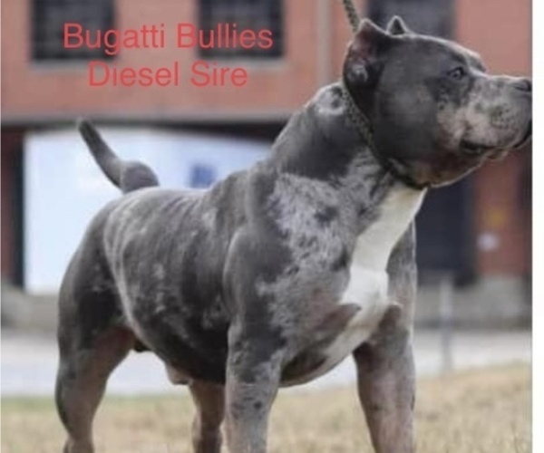 Medium Photo #1 American Bully Puppy For Sale in ELIZABETHTON, TN, USA