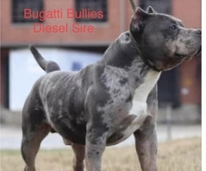 Father of the American Bully puppies born on 05/16/2022