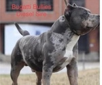 Small Photo #1 American Bully Puppy For Sale in ELIZABETHTON, TN, USA