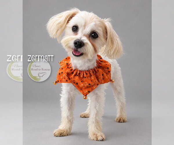 Medium Photo #1 Maltese Puppy For Sale in Benton, LA, USA
