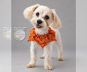 Maltese Dogs for adoption in Benton, LA, USA