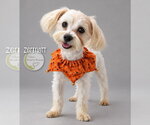 Zermatt - Male Maltese Dog for Adoption - Small photo