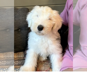 Old English Sheepdog Puppy for sale in OXFORD, MS, USA