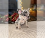 Puppy Tootsie French Bulldog