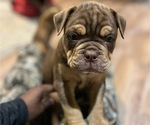 Puppy Chewie Olde English Bulldogge