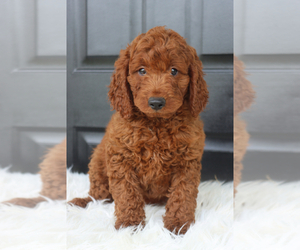 Goldendoodle (Miniature) Puppy for sale in ITASCA, TX, USA