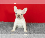 Small #1 French Bulldog