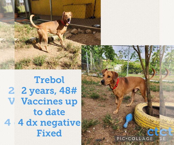 Medium Photo #5 Labrador Retriever-Rhodesian Ridgeback Mix Puppy For Sale in Virginia Beach, VA, USA