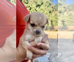 Small #1 Chihuahua Mix