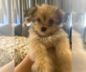 Maltipom Puppy for sale in CAPE CORAL, FL, USA
