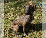 Small #2 Plott Hound Mix