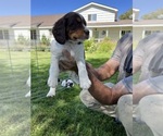 Puppy Suzie English Springer Spaniel