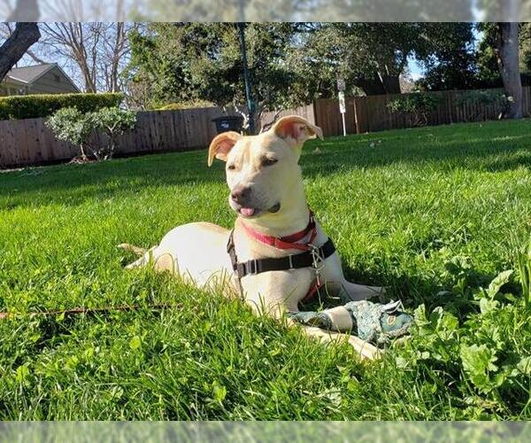 Medium Photo #2 American Pit Bull Terrier Puppy For Sale in Redwood City, CA, USA