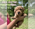 Puppy Light Pink Golden Retriever
