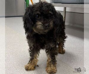 Boony - Female Poodle (Miniature)-Unknown Mix Dog for Adoption