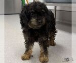 Boony - Female Poodle (Miniature)-Unknown Mix Dog for Adoption - Small photo
