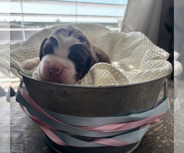 Medium Photo #10 English Springer Spaniel Puppy For Sale in ACTON, MT, USA