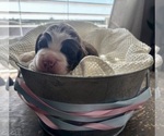 Small #2 English Springer Spaniel