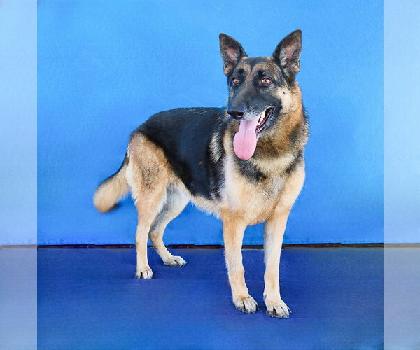 Medium Photo #2 German Shepherd Dog Puppy For Sale in Pasadena, CA, USA