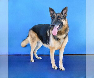 KERA - Female German Shepherd Dog Dog for Adoption - Photo #2