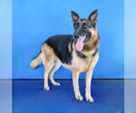Small Photo #2 German Shepherd Dog Puppy For Sale in Pasadena, CA, USA