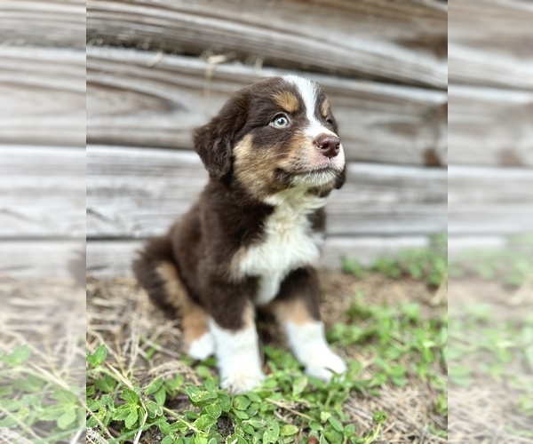 Medium Photo #1 Australian Shepherd Puppy For Sale in ORLANDO, FL, USA