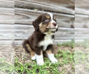 Australian Shepherd Puppy for sale in ORLANDO, FL, USA
