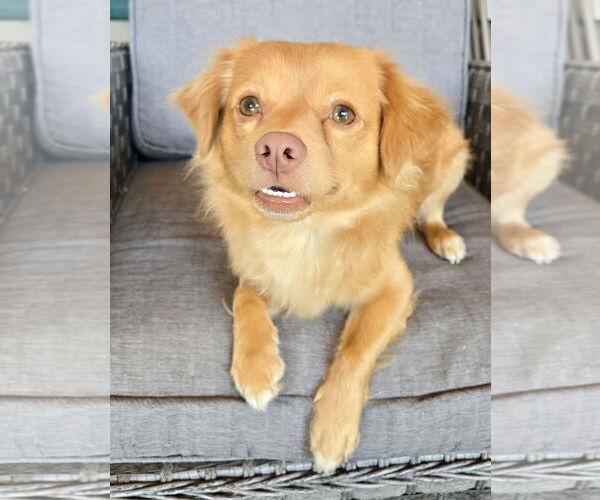 Medium Photo #6 Chihuahua-Spaniel Mix Puppy For Sale in Milwaukie, OR, USA