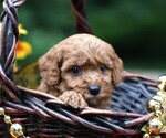 Small #1 Cavapoo