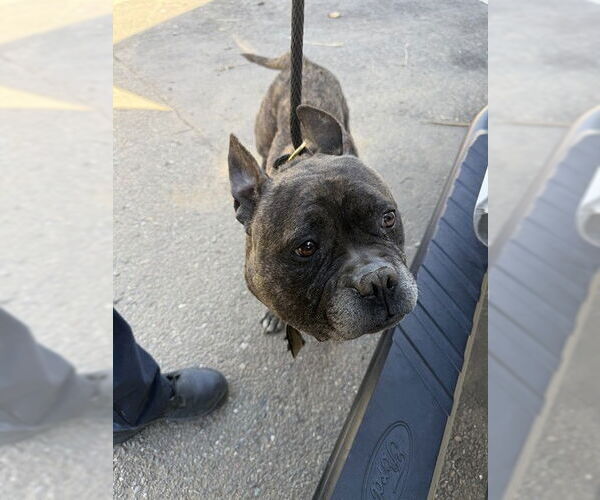 Medium Photo #1 French Bulldog-Unknown Mix Puppy For Sale in Stockton, CA, USA