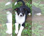 Small #1 Labrador Retriever Mix