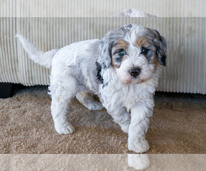 Bernedoodle Puppy for Sale in ROY, Utah USA
