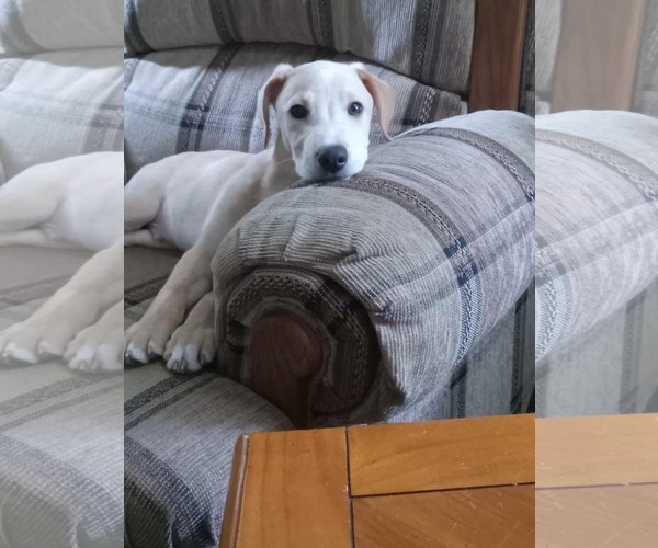 Medium Photo #1 Labrador Retriever-Unknown Mix Puppy For Sale in pomfret, CT, USA