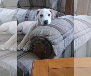 Labrador Retriever-Unknown Mix Dogs for adoption in pomfret, CT, USA