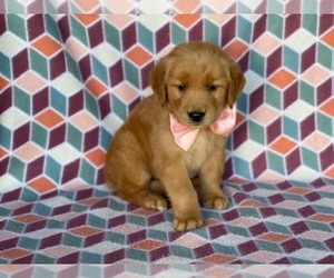 Golden Retriever Puppy for sale in LANCASTER, PA, USA