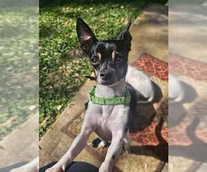 Rat-Cha Dogs for adoption in Princeton, MN, USA