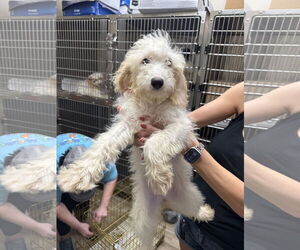 Miniature Bernedoodle Dogs for adoption in Valrico, FL, USA