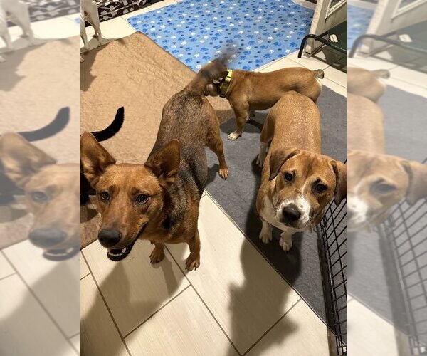 Medium Photo #4 Mutt Puppy For Sale in Jackson Township, NJ, USA